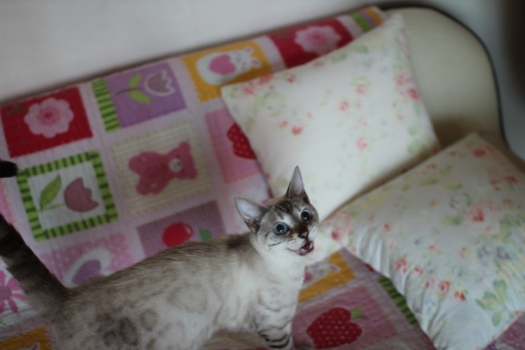 스노우뱅갈고양이 블루예요~ 관련 이미지 5