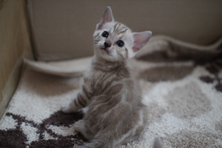 뱅갈고양이 6남매 꼬맹이들~ 관련 이미지 13