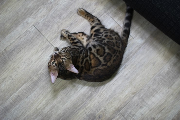 뱅갈고양이 링컨이 근황~~~ 관련 이미지 4