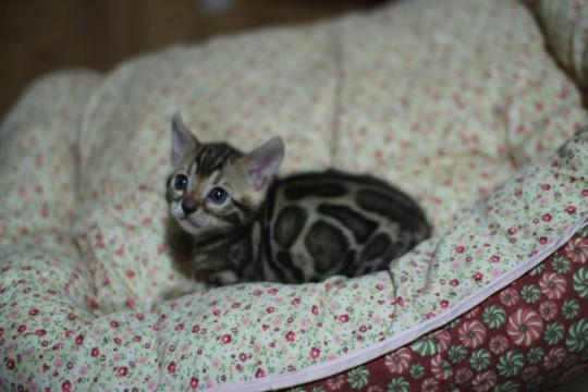 소유뱅갈고양이캐터리 블로그는 광고나 임대를 하지 않습니다! 관련 이미지 1