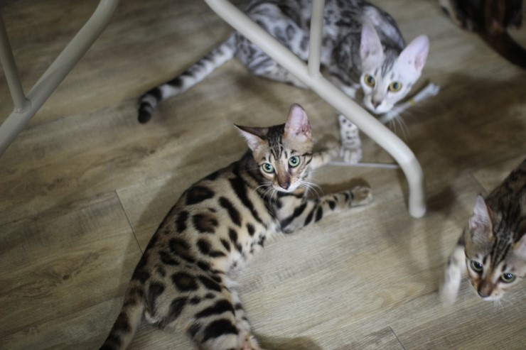 뱅갈고양이 미남 로한이와 아이들... 관련 이미지 4