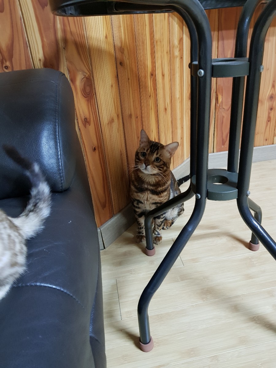 뱅갈고양이 블랙홀아 통통해지자~ 관련 이미지 1