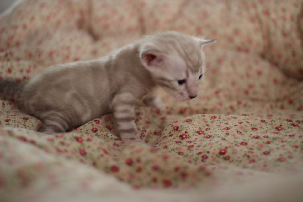 어메이징 실밍크뱅갈고양이 여아 브리딩 타입 분양해요~ 관련 이미지 3