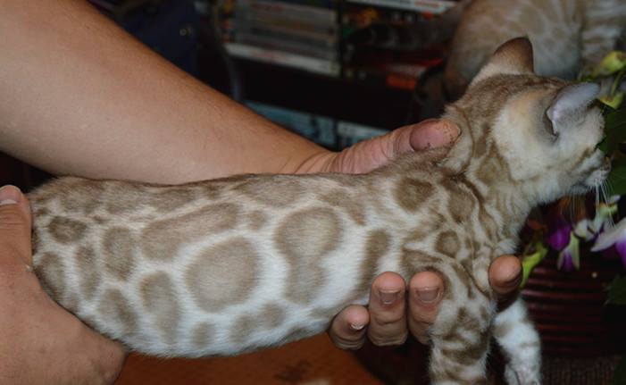 이번달에 들어오는 실밍크 뱅갈고양이 super hero 입니다^^ 관련 이미지 5