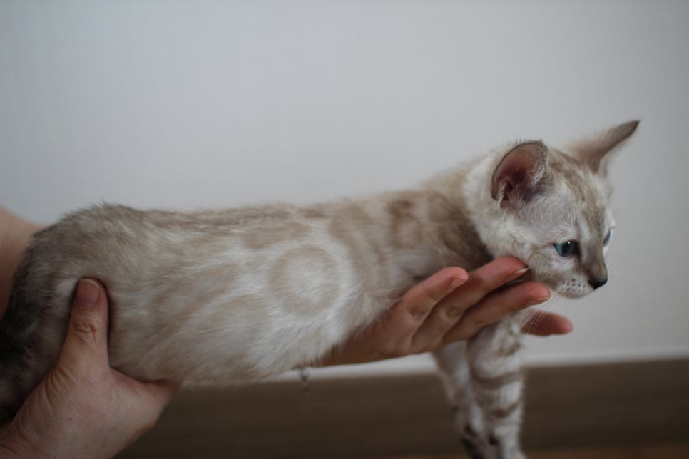 빅로젯 실밍크 뱅갈고양이 남아예요 관련 이미지 3