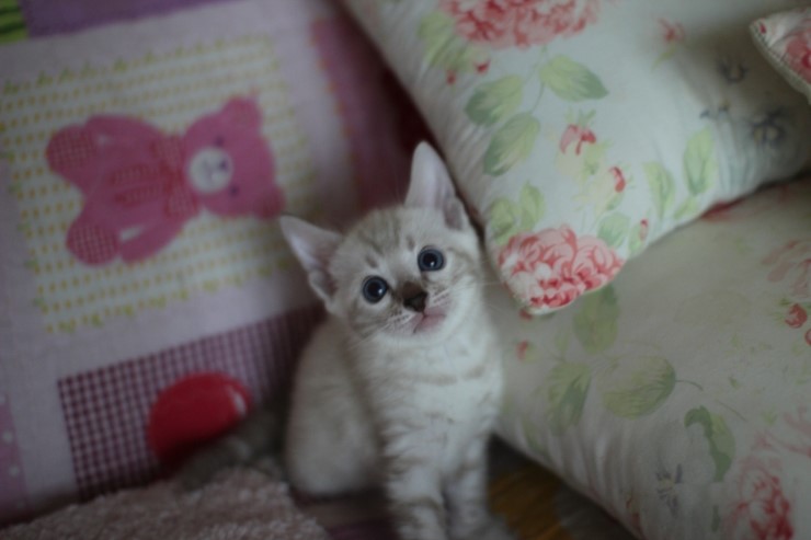 스노우뱅갈고양이 앙증,깜찍 귀요미에요 ㅎㅎ 관련 이미지 4