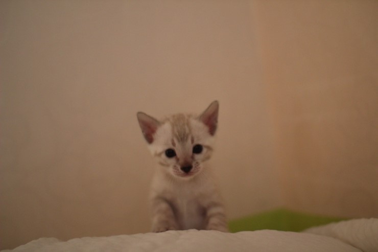 뱅갈고양이 분양 그냥 지나칠수 없을걸? 관련 이미지 20