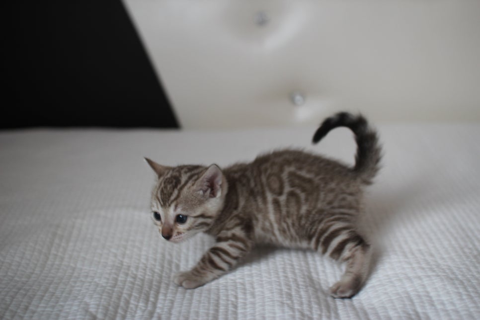 실밍크뱅갈고양이 여아2 예약분양 합니다~ 관련 이미지 3