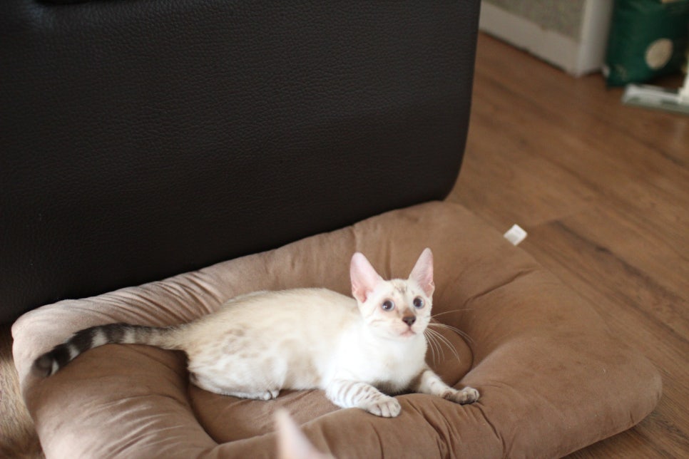 뱅갈고양이분양 너희들 강아지니? 고양이니? ^^ 관련 이미지 5