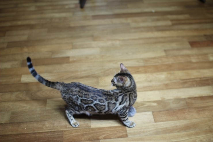 뱅갈고양이 키퍼 여아 리엔이예요~ 관련 이미지 1