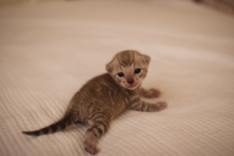 고퀄리티 스노우뱅갈고양이 아이들 분양합니다~ 관련 이미지 15