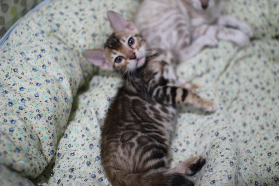 브라운 뱅갈고양이 여아 분양해요~ 관련 이미지 5
