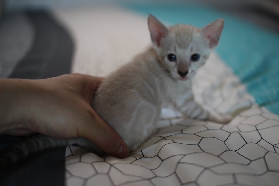 스노우뱅갈고양이 남아에 멋진 무늬 보시고 가세요~ 관련 이미지 2