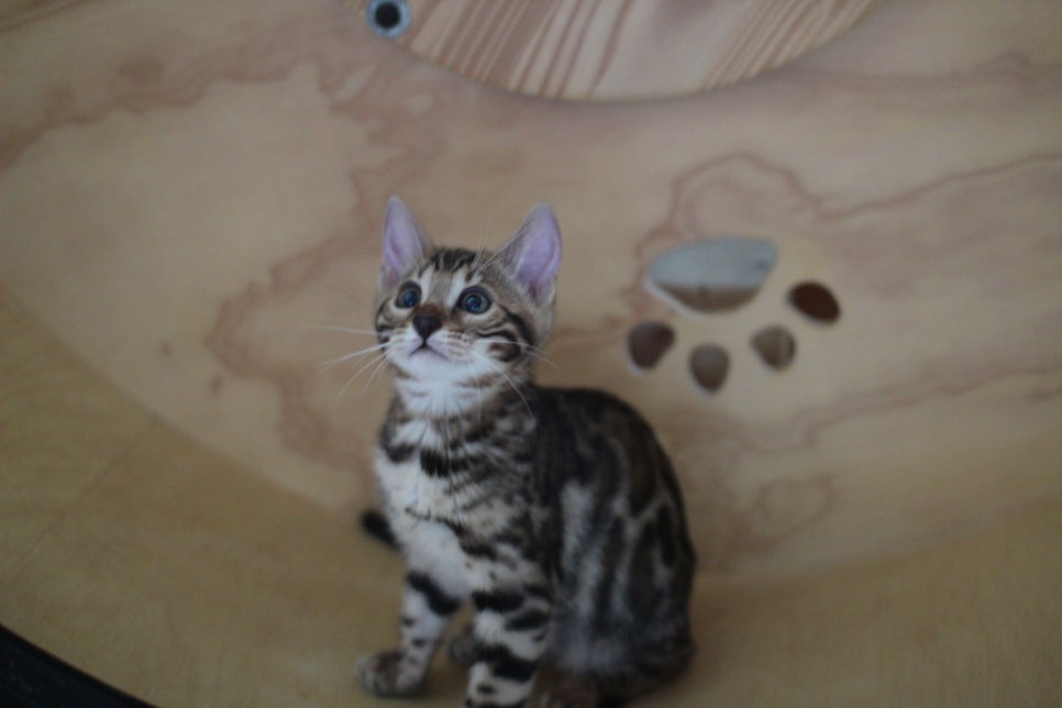 뱅갈고양이 이런 개냥이는 없다~ 관련 이미지 3