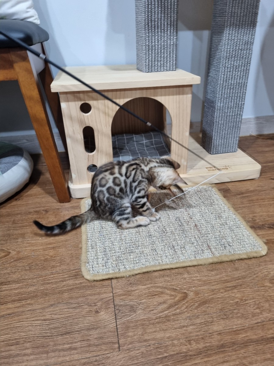 브라운 뱅갈고양이 여아 분양합니다~ 관련 이미지 4