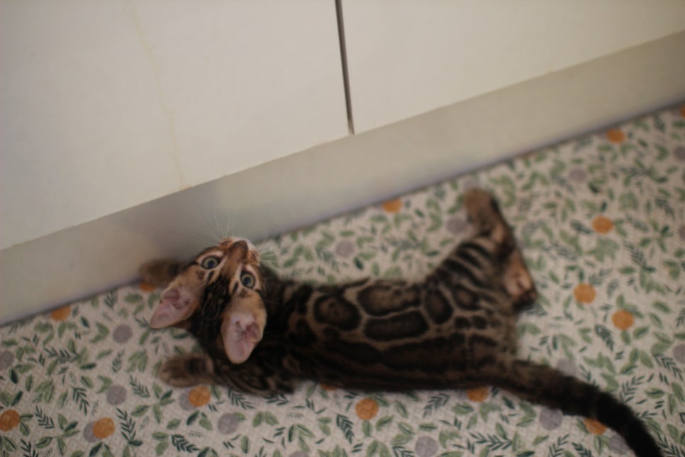 뱅갈고양이분양 장군이,아롱이, 탑식이~ 관련 이미지 13