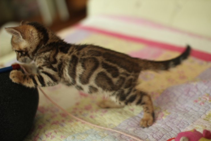 빅로젯 뱅갈고양이 남아2도 많이 컸어요~ 관련 이미지 13