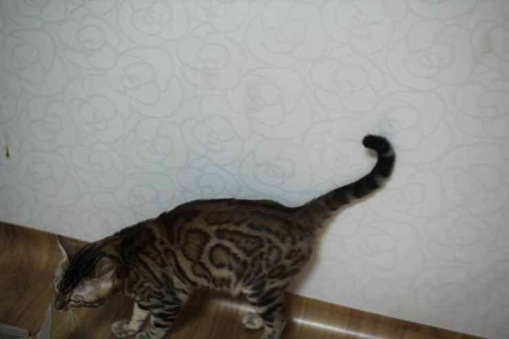 뱅갈고양이 장고~ 관련 이미지 4