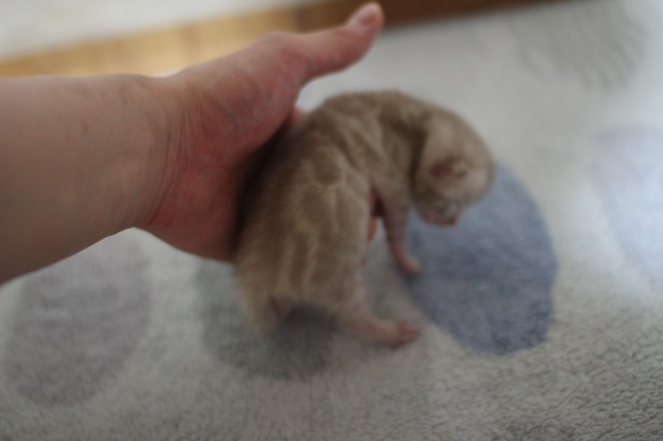 실밍크 스노우 뱅갈고양이 꼬물이 남아 입니다~ 관련 이미지 5