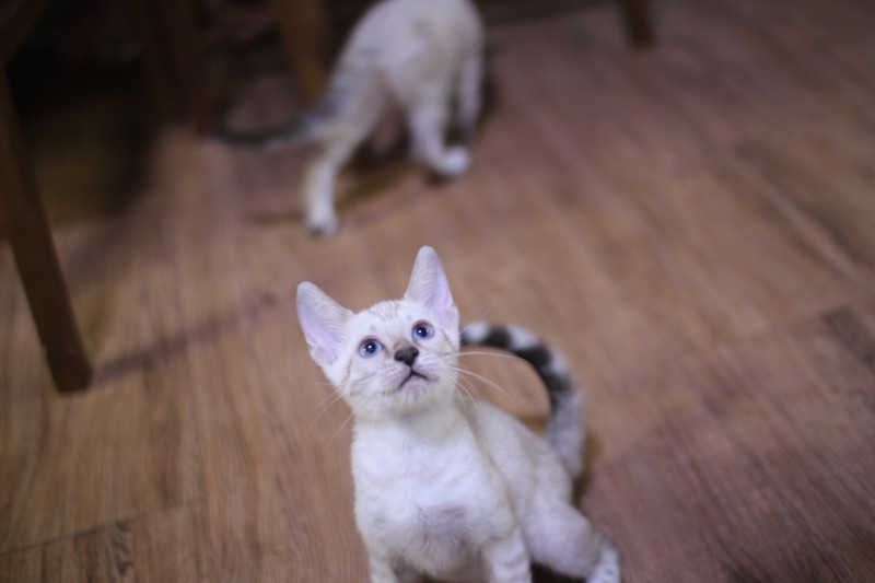 스노우뱅갈고양이 깜찍이 요정 분양해요 관련 이미지 3