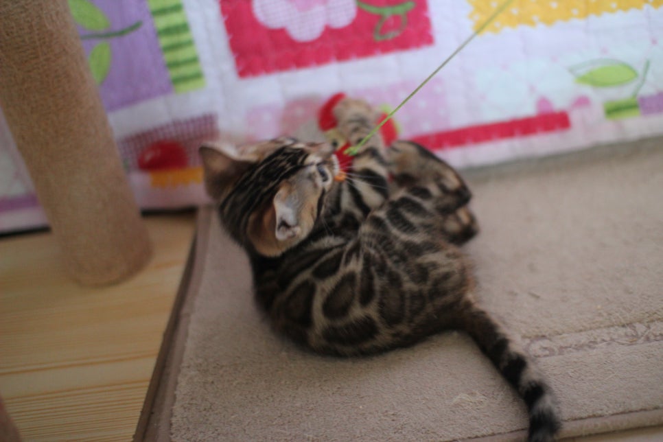 뱅갈고양이분양 매혹적인 파란눈 스노우 아이들. 관련 이미지 16