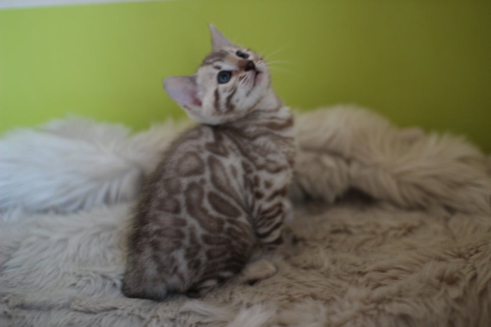 뱅갈고양이 분양 부티가 흘러요 흘러~ 관련 이미지 34