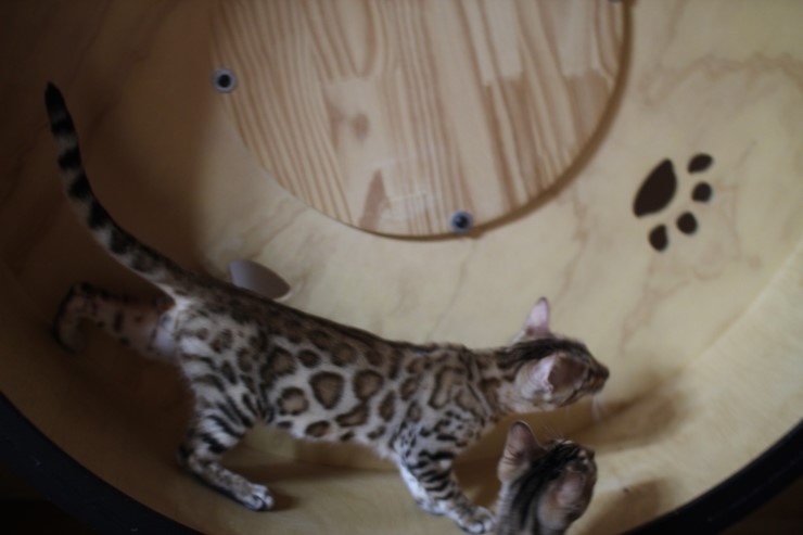 강아지 같은 성격에 뱅갈고양이 분양해요 관련 이미지 9