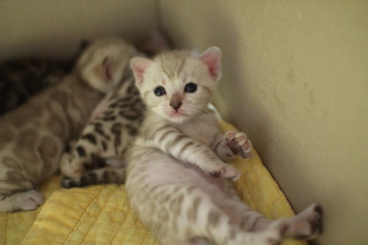 스노우 뱅갈고양이 밍크 키퍼 여아~ 관련 이미지 2