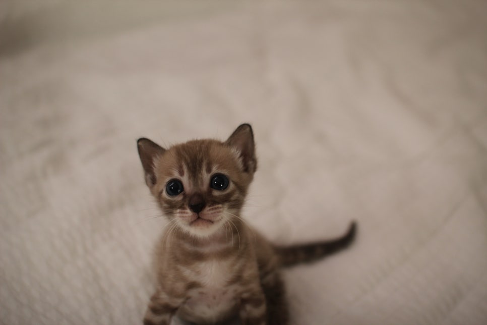 밍크차콜 뱅갈고양이 남아에요~ 관련 이미지 4