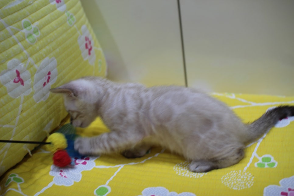 엄청난 순둥이 스노우뱅갈고양이 남아 분양해요~ 관련 이미지 6