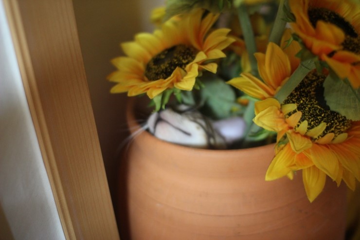 요 녀석 여기 숨어 있었구나~ 관련 이미지 3