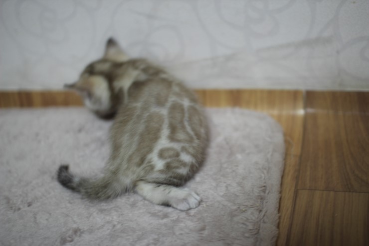 스노우 밍크 뱅갈고양이 남아예요~ 관련 이미지 8