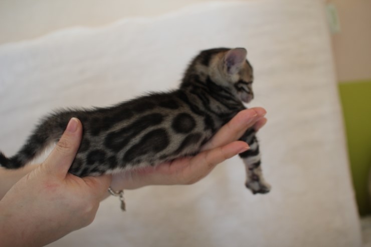 비슷한 패턴에 뱅갈고양이 남매~ 관련 이미지 9