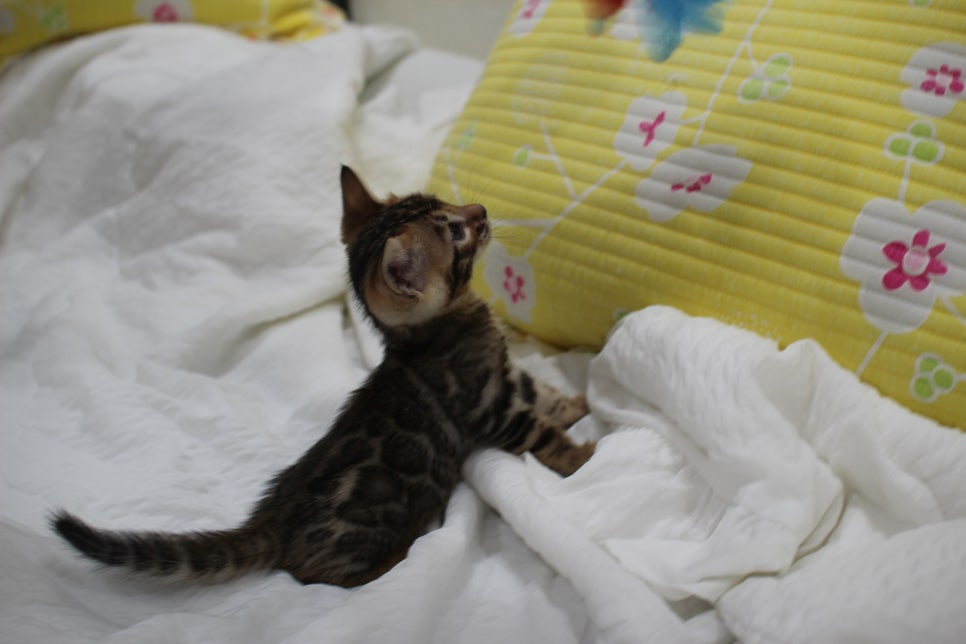 순둥이 개냥이 뱅갈고양이 남아5 분양해요~ 관련 이미지 14