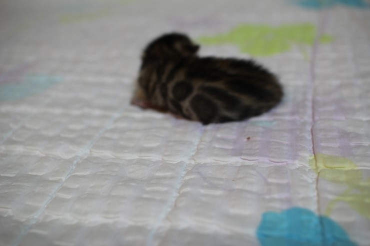 소유캐터리 빅로젯 뱅갈고양이 꼬물이 여아예요~ 관련 이미지 7