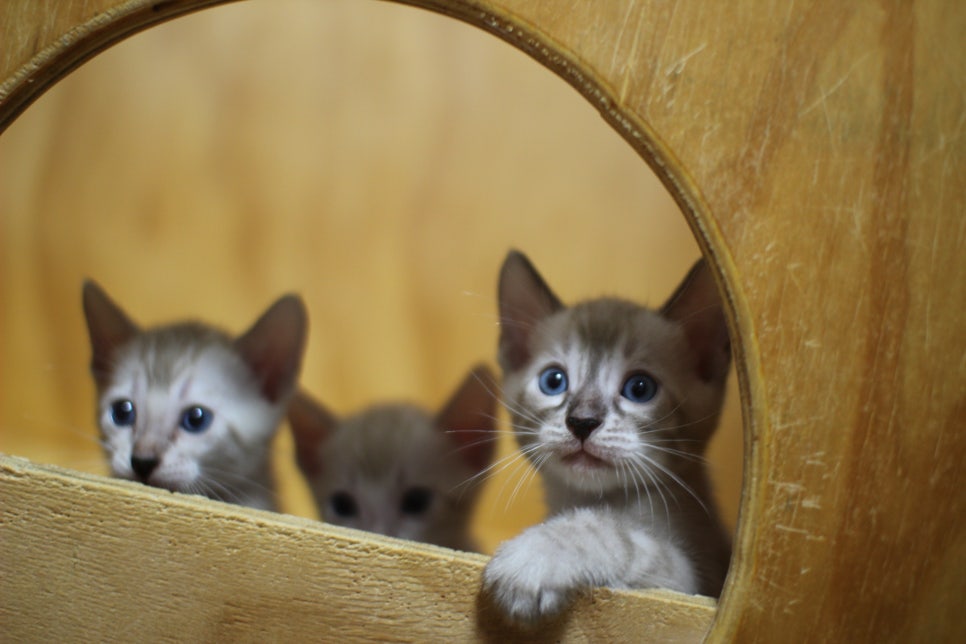 스노우뱅갈고양이 꼬맹이들~ 관련 이미지 4