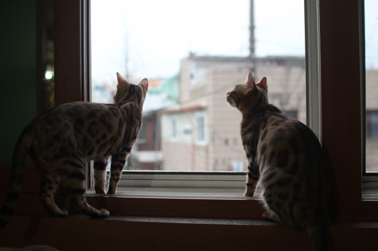 뱅갈고양이,스노우뱅갈고양이,뱅갈고양이분양 스노우 꼬맹이 재롱에 귀여워 죽겠어요 ㅎㅎㅎㅎㅎㅎ 관련 이미지 8