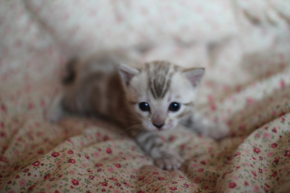 스노우뱅갈고양이 꼬맹이들은 사랑이죠! 관련 이미지 10