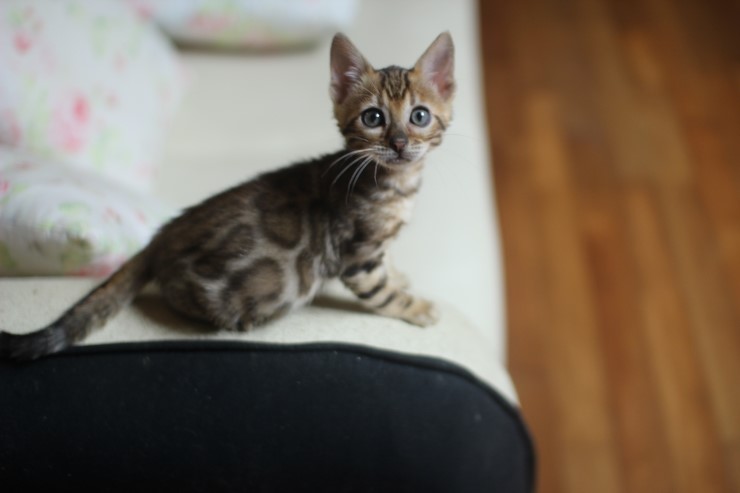 뱅갈고양이 여아 shahada예요~ 관련 이미지 1