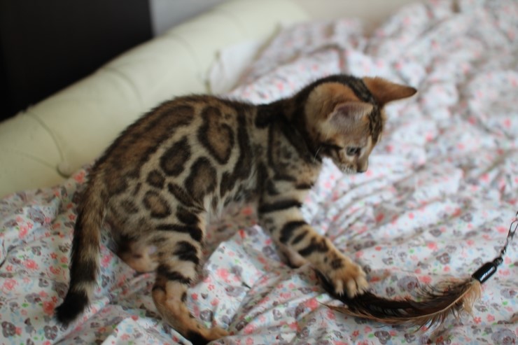 뱅갈고양이 남아 레모나 분양합니다... 관련 이미지 5