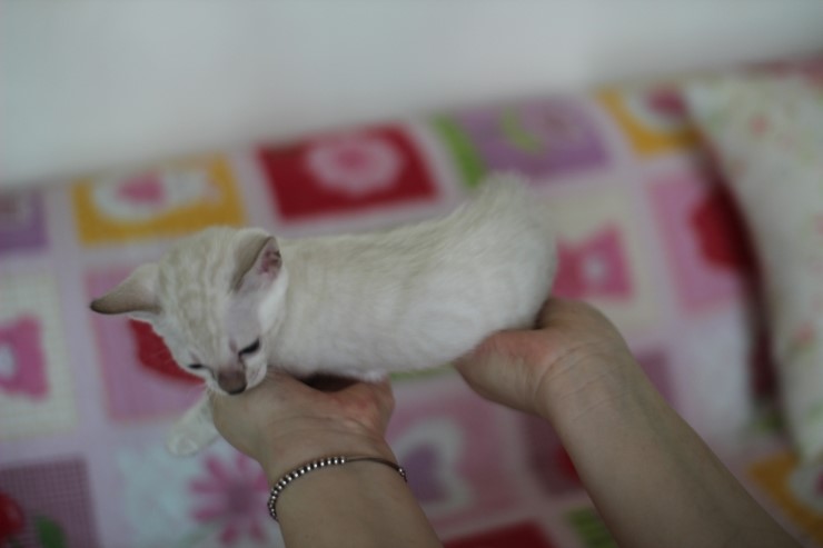 스노우뱅갈고양이 꼬맹이 여아예요~ 관련 이미지 5