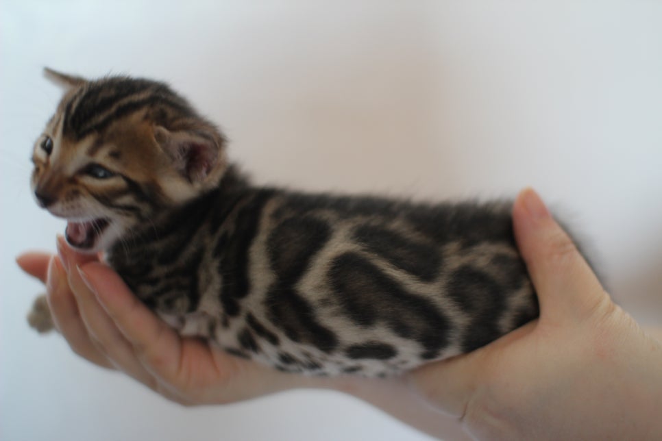 빅로젯 뱅갈고양이 삼형제예요~ 관련 이미지 12