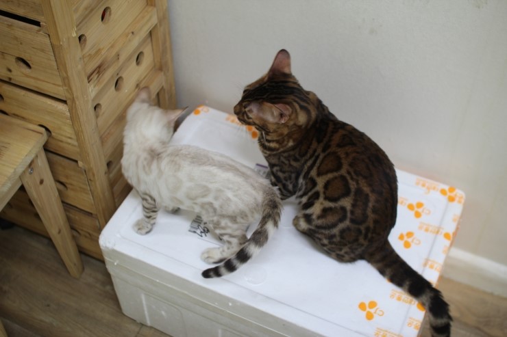 뱅갈고양이,뱅갈고양이 분양,닭고기는 마니커~~~ 관련 이미지 9