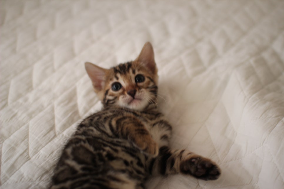 분양중인 뱅갈고양이 브라운 남아,스노우 여아예요~ 관련 이미지 4