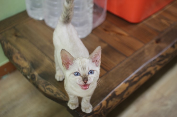 뱅갈고양이,스노우뱅갈고양이,뱅갈고양이 분양, 엄마 맛있는 닭고기 빨리 주세요~~배고파요 ~~~ 관련 이미지 4