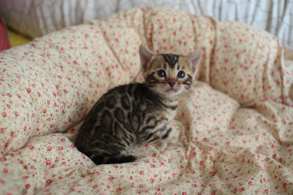 브라운 뱅갈고양이 여아2 분양 합니다~ 관련 이미지 1