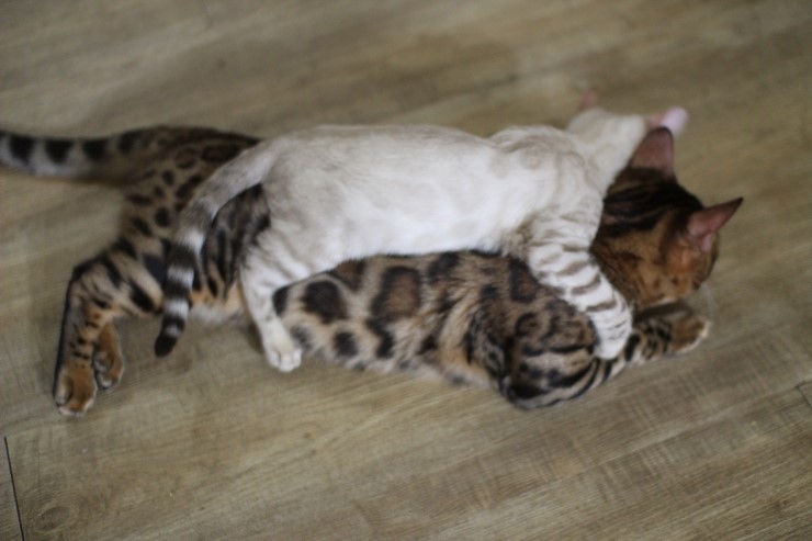 뱅갈고양이,뱅갈고양이 분양,순둥이 링컨이~~~ 관련 이미지 6