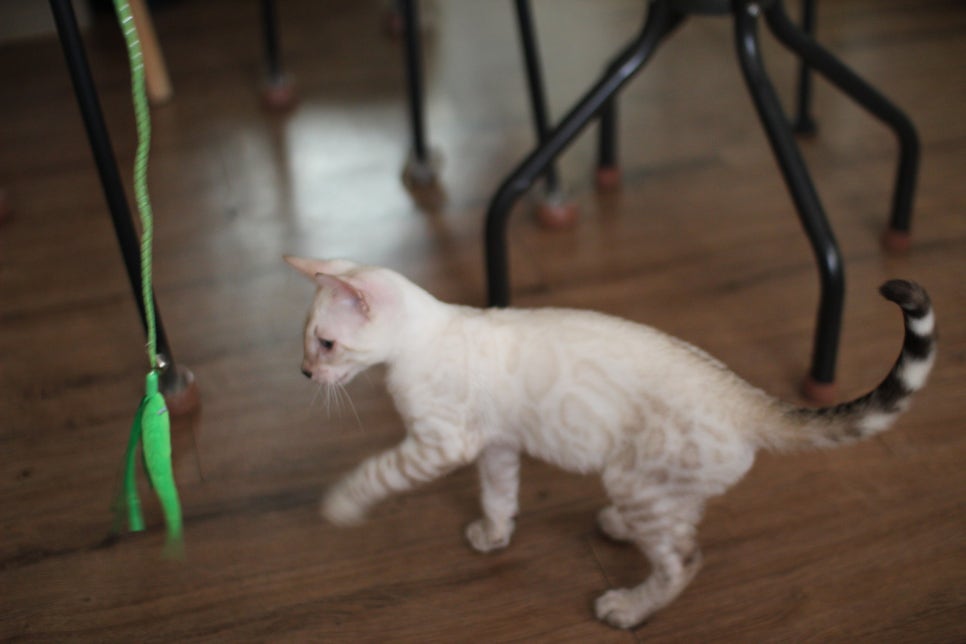 스노우뱅갈고양이 덩치 큰 남아에요~ 관련 이미지 8