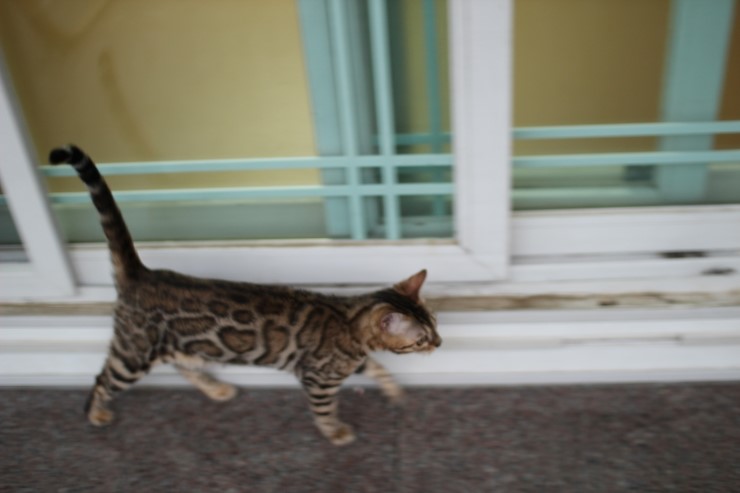 Soyu Lien 관련 이미지 2