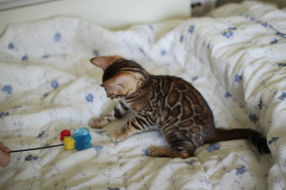 브라운 뱅갈고양이 자매 분양합니다~ 관련 이미지 11